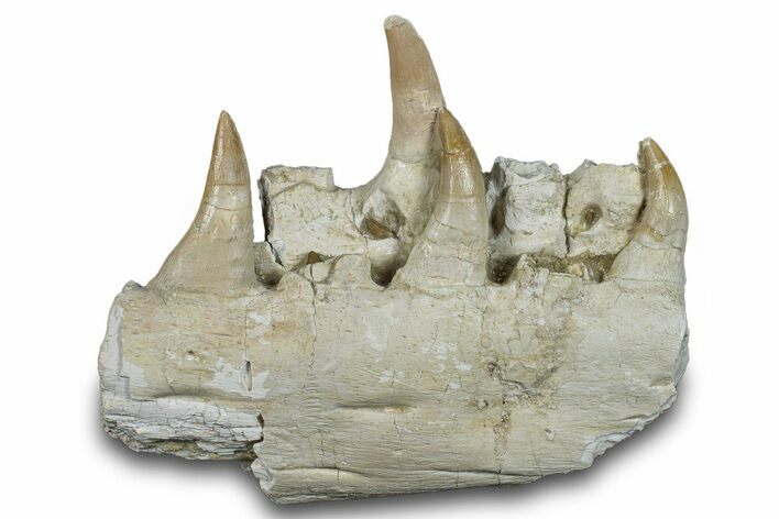 Mosasaur (Prognathodon) Jaw with Four Teeth - Morocco #276706